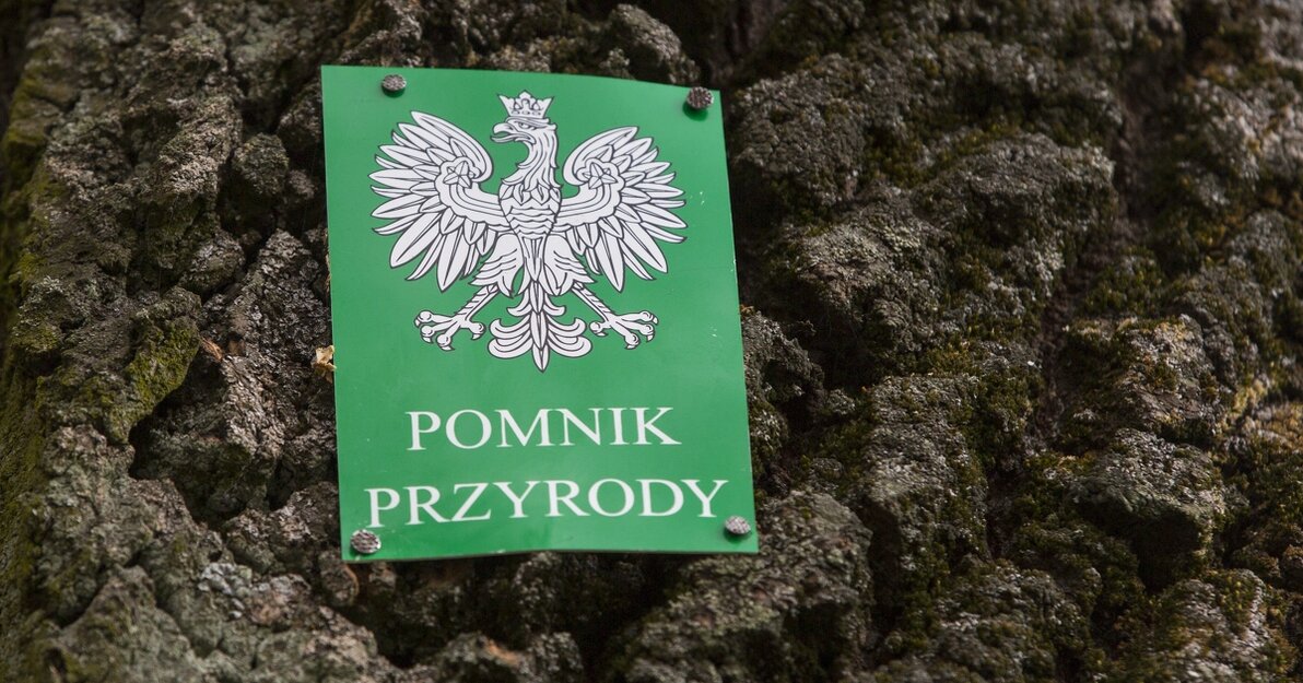 Tabliczka - pomnik przyrody