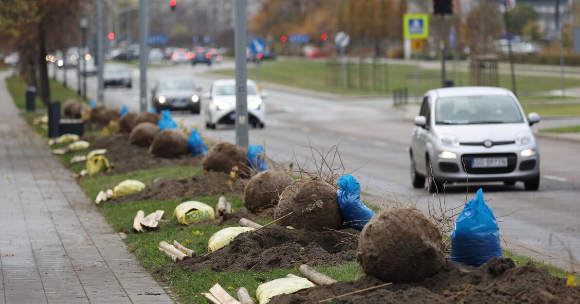 Nowe drzewa ul. Obrońców Wybrzeża