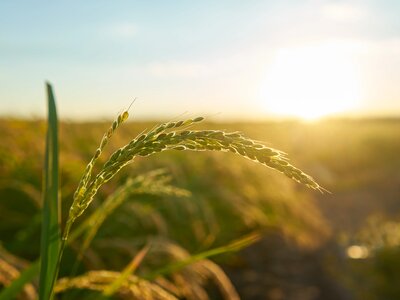 detail-of-the-rice-plant-at-sunset-in-valencia-with-the-plantation-out-of-focus-rice-grains-in-plant