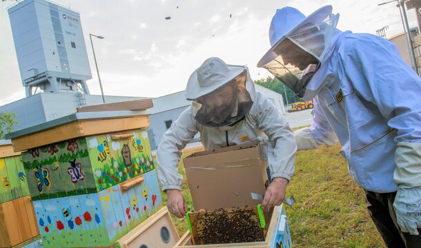 Copper bees settled down near the mining shaft