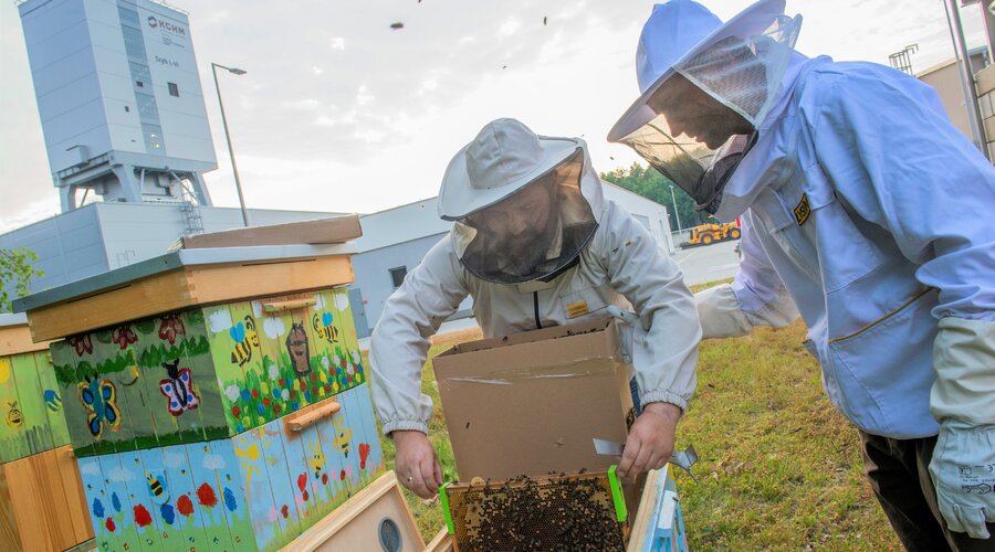 Las abejas del cobre se instalan en el pozo minero