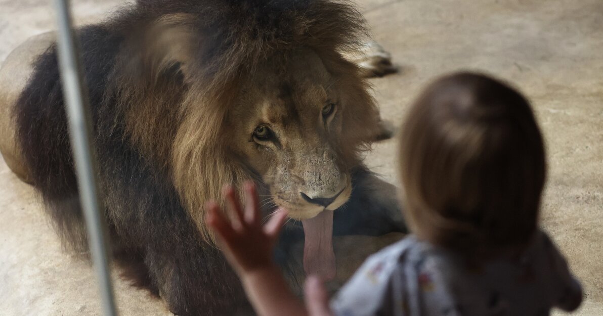 Lwy w gdańskim ZOO