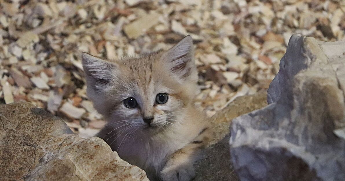 Kotek pustynny wygląda zza kamienia. 