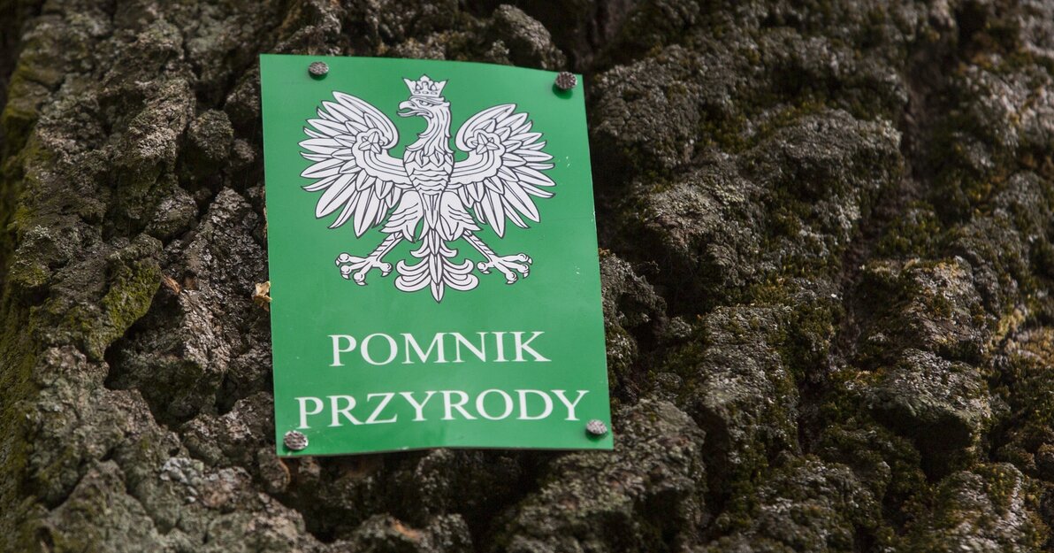 drzewo Topola Biała z zieloną tabliczką pomnik przyrody