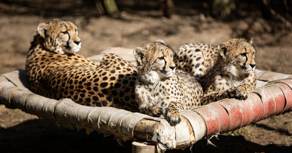Młode gepardy 