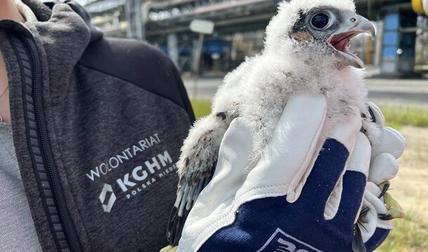 Młode sokoły już w obrączkach – zagrożone wyginięciem ptaki znalazły dom w Hucie Miedzi Głogów 