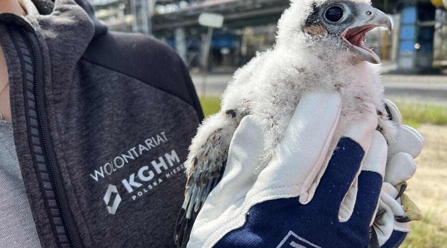 Young falcons are already wearing rings - endangered birds have found a home at the Głogów Copper Smelter