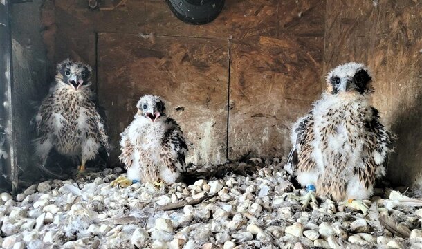 KGHMEK, KGHMKA and Auris - KGHM employees and Internet users chose names for the young falcons from the Głogów Copper Smelter