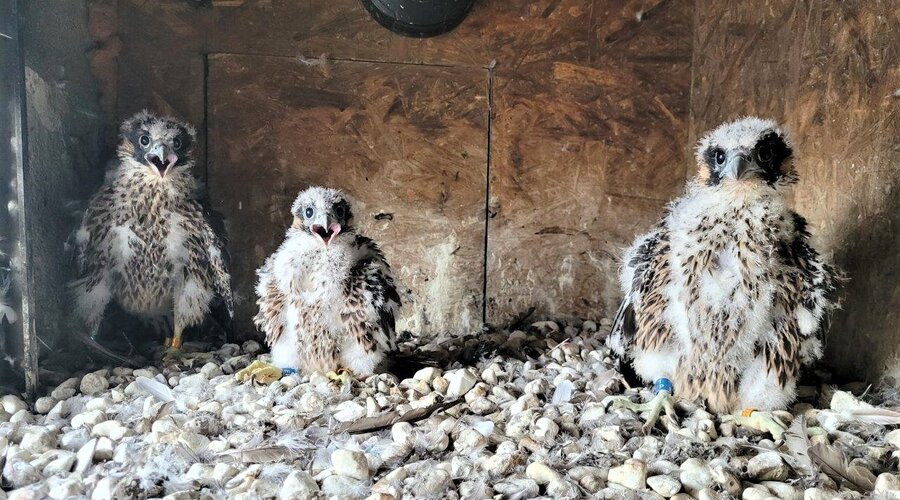 KGHMEK, KGHMKA and Auris - KGHM employees and Internet users chose names for the young falcons from the Głogów Copper Smelter