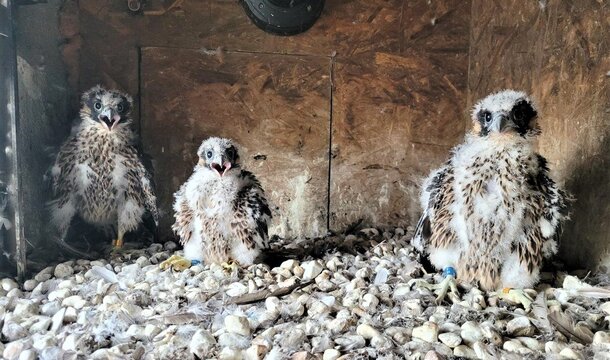 KGHMEK, KGHMKA y Auris: los trabajadores de KGHM y los internautas han elegido los nombres para los jóvenes halcones de la Fundición de Cobre Głogów