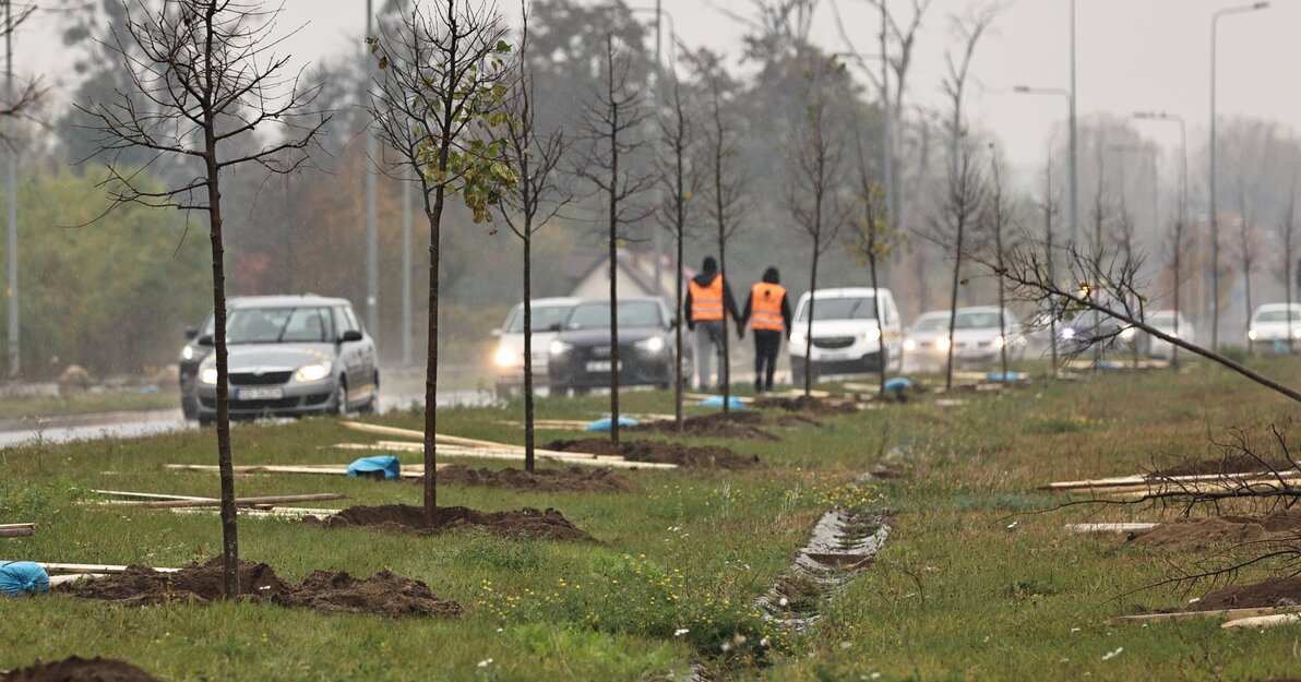 Nasadzenia drzew wzdłuż Alei Macieja Płażyńskie