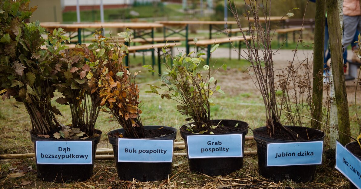 Sadzenie drugiego mikrolasu w Gdańsku (38)