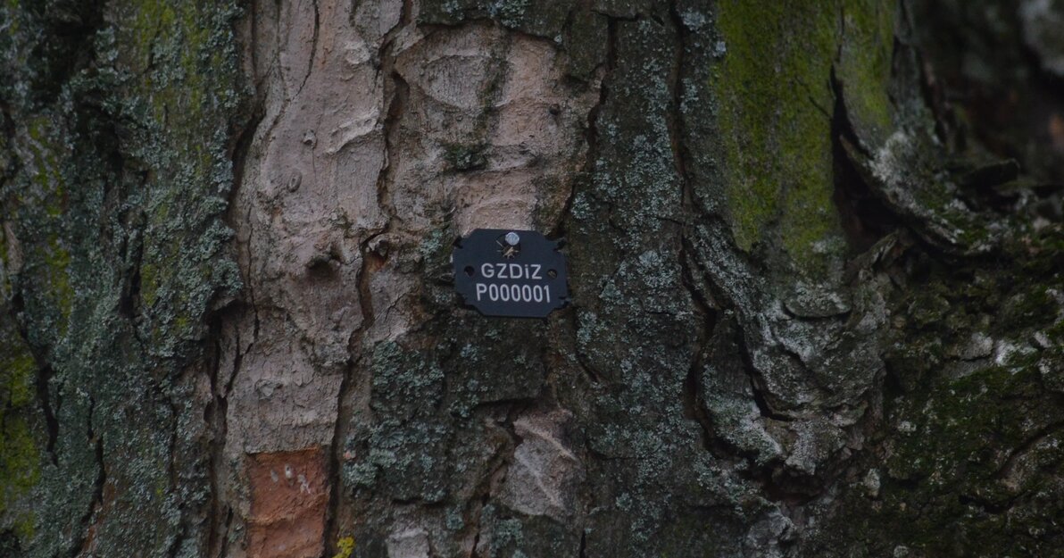 Arbotag na drzewie Fot GZDiZ
