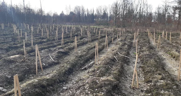 Planting of forests at the Głogów Copper Smelter and Refinery has started