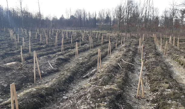 Planting of forests at the Głogów Copper Smelter and Refinery has started