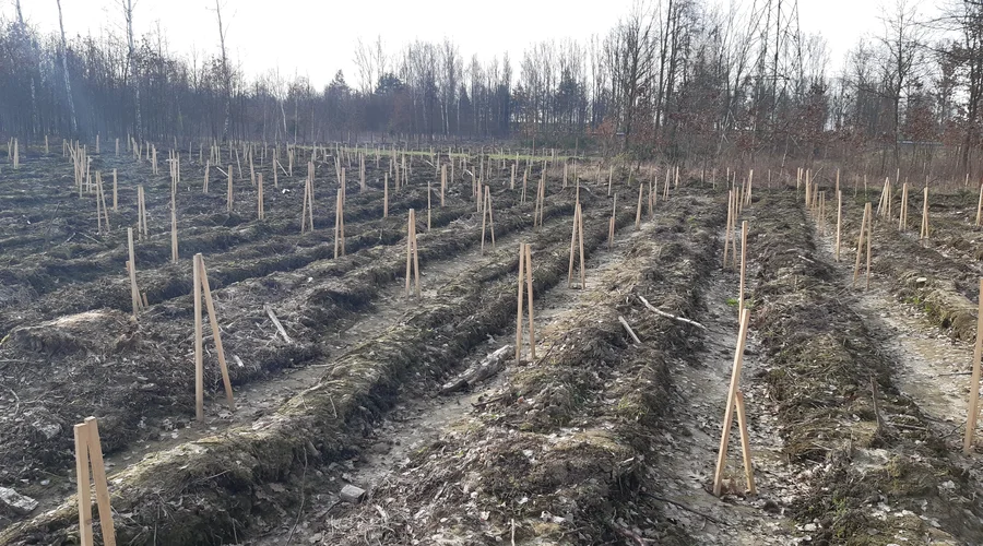 Ha comenzado la plantación de bosques en la Fundición de Cobre Głogów