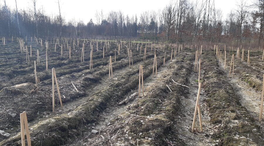 Ha comenzado la plantación de bosques en la Fundición de Cobre Głogów