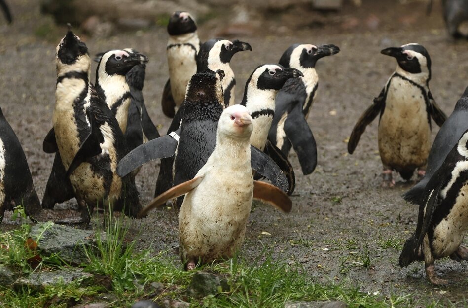 Stado pingwinów, jeden jest biały. 