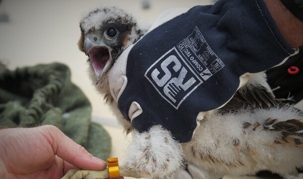 Los halcones han anidado en otra sección de KGHM: una familia de aves ha aparecido en la Planta de Enriquecimiento de Minerales