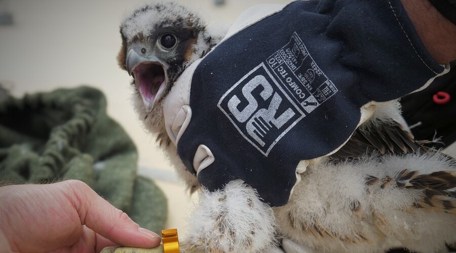 Los halcones han anidado en otra sección de KGHM: una familia de aves ha aparecido en la Planta de Enriquecimiento de Minerales