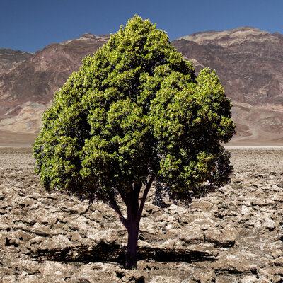 drzewo pustynia