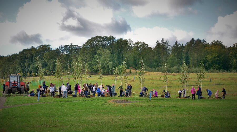 Together for a green future - KGHM helped the Grębocice commune plant trees in Obiszów