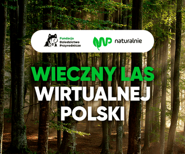 Wieczny Las Wirtualnej Polski na Podlasiu