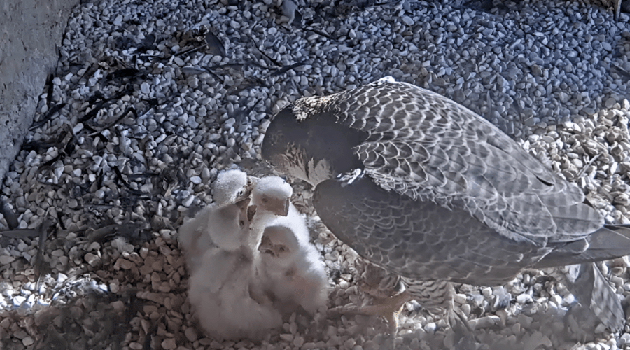 4 peregrine falcon chicks born at a KGHM smelter