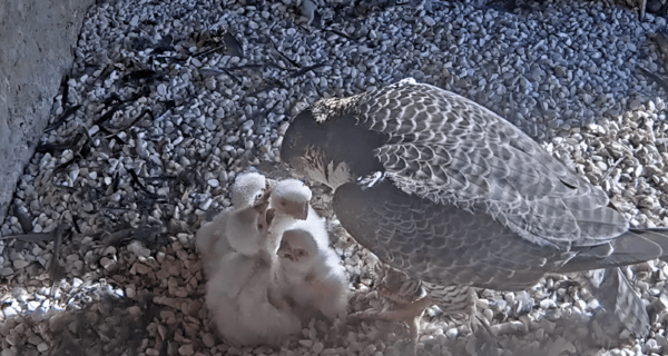 4 polluelos de halcones peregrinos han venido al mundo en una fundición de KGHM