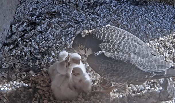 4 polluelos de halcones peregrinos han venido al mundo en una fundición de KGHM