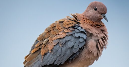 gołąb