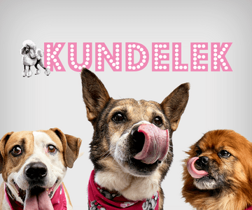 Pudelek.pl na jeden dzień zmieni się w... Kundelka! Akcja społeczna z okazji Dnia Kundelka. 