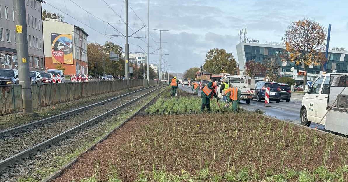 Nowe nasadzenia na al. Grunwaldzkiej fot GZZiZ 