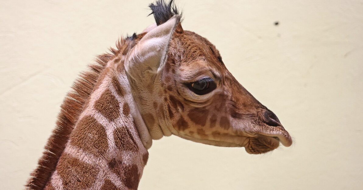 599698114 875105405309493 1969897047943076566 n