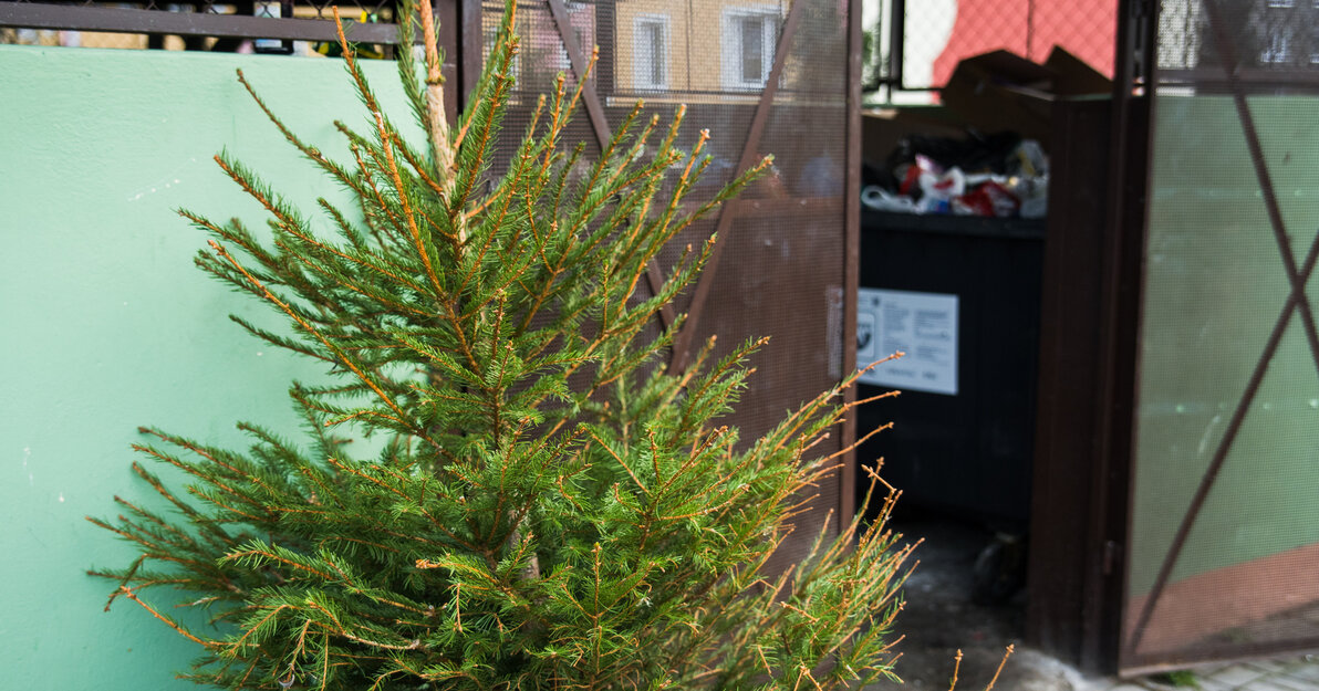 gcm-download-1920-choinka smiec-005 0ea34f46