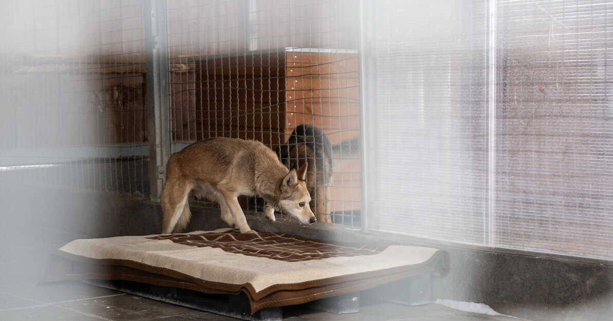 Psy z likwidowanego schroniska już w Promyku Fot. Przemysław Kozłowski/gdansk.pl 