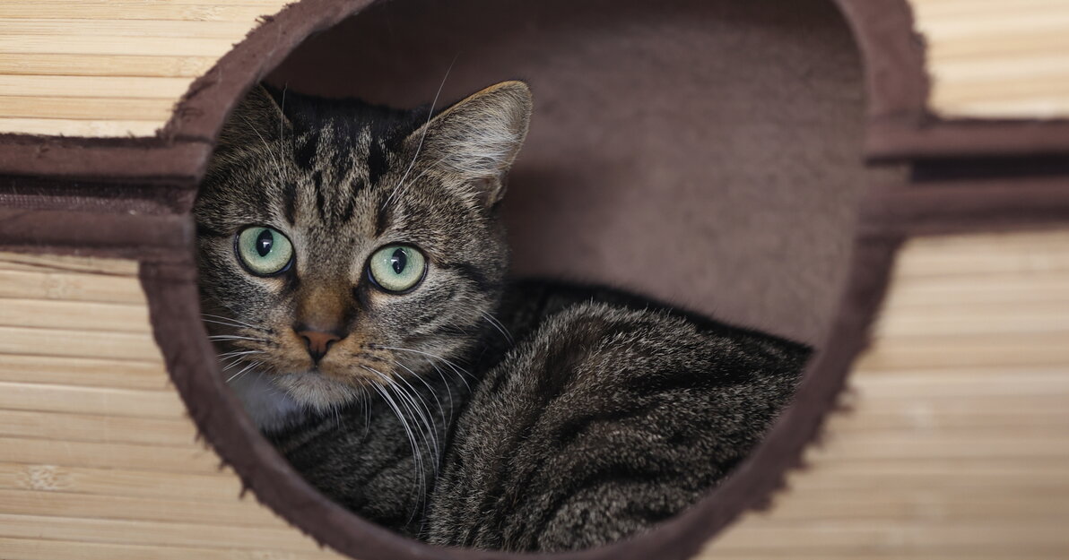 gcm-download-1920-2025-01-28-promyk-koty-adopcja-004 1ab31783