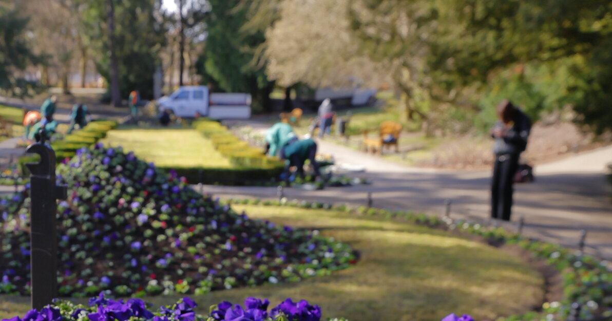 gcm-download-1920-2025-03-18-kwiaty-park-oliwski-013 9c3e6811