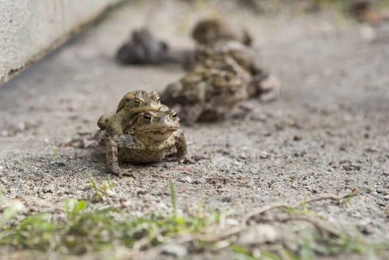 Żaby fot. Jerzy Pinkas / www.gdansk.pl