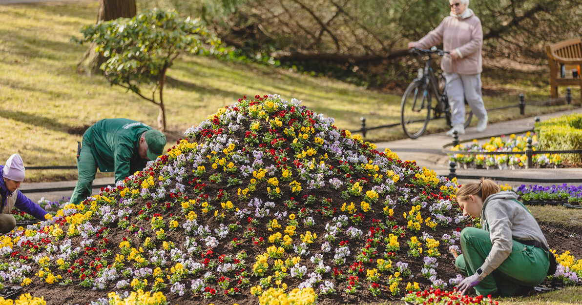 Pracownicy zieleni pochylają się nad dużą, kolorową kompozycją kwiatową, dosadzając pojedyncze rośliny. W tle alejką przechodzi osoba prowadząca rower, a całość otacza parkowa zieleń. Scena przedstawia spokojne, wiosenne prace ogrodnicze w słoneczny dzień.