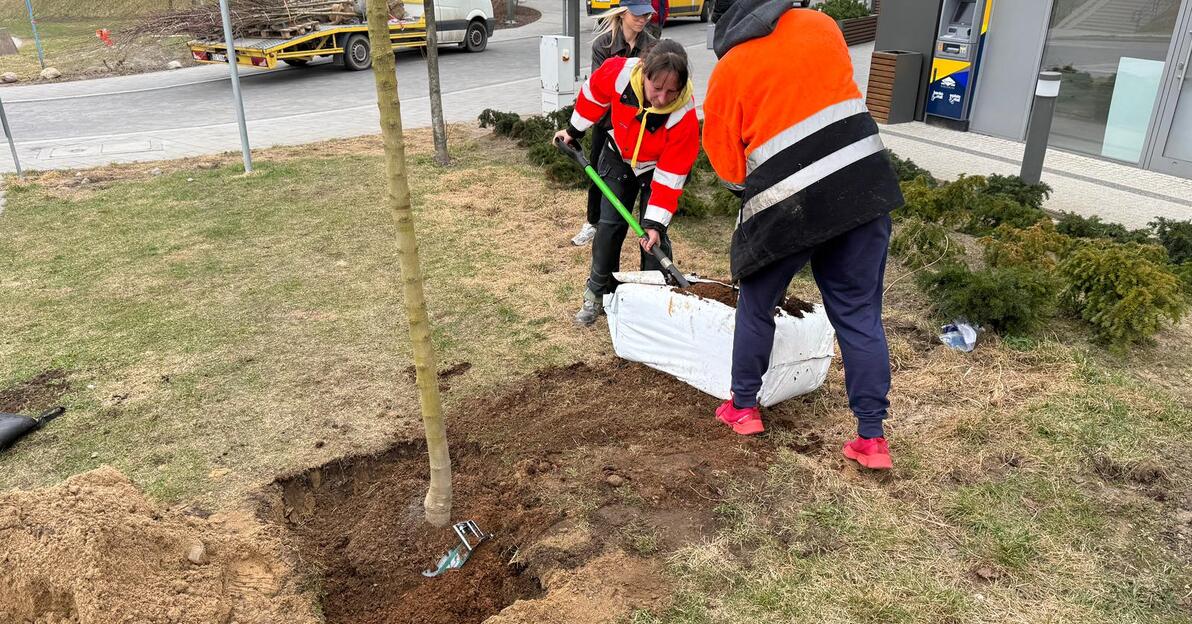 Pierwsze nasadzenia fot GZZ