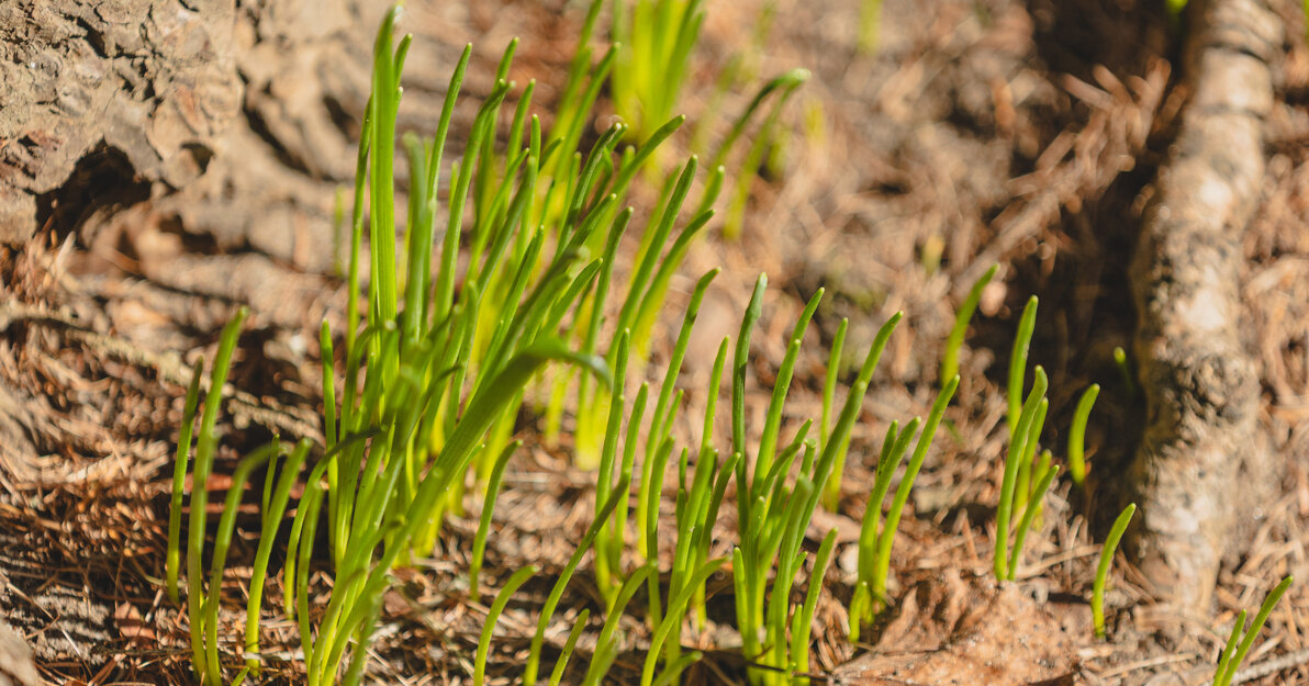 Wiosenne porządki w Gdańsku nabierają tempa, fot. Dominik Paszliński/ gdansk.pl