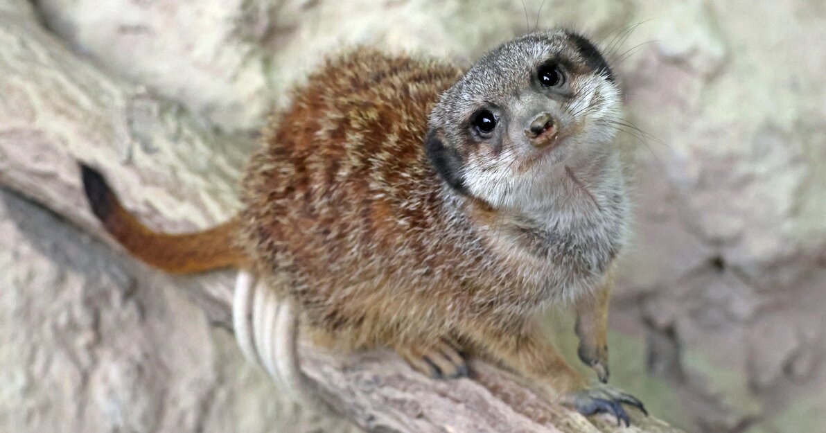 Surykatka siedzi na skalnym występie, wspierając się łapkami i przechylając głowę w stronę obserwatora. Ma puszyste, brązowo‑szare futro, długi ogon i ciemne obwódki wokół oczu. Tło stanowi jasna, chropowata ściana przypominająca skały na wybiegu.
