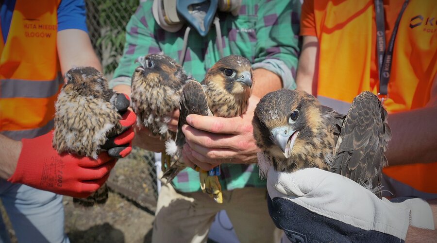 Los jóvenes halcones de la chimenea de la Fundición de KGHM esperan nombre