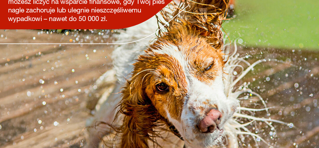 Ubezpiecz psa w Generali Polska