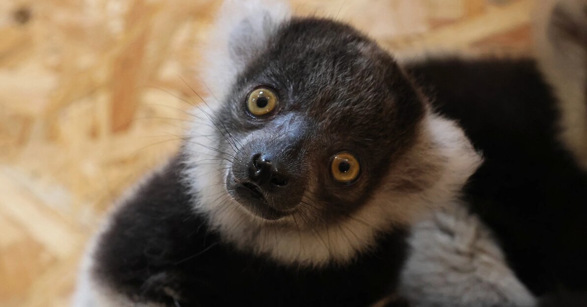 lemur wari czarno-biały fot  Paweł Ciesielski