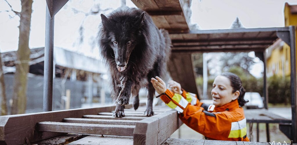 Pies, który wyznaczył kierunek K9 w Wojsku Polskim. Ares zakończył służbę w WOT