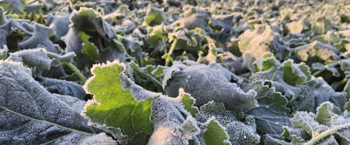 Generali otwiera jesienny sezon ubezpieczeń upraw