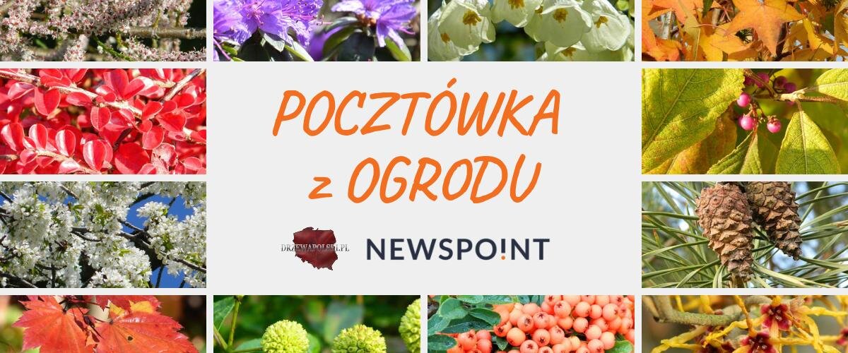 #PocztówkaZOgrodu
Zaczyna się sezon ogórkowy, więc......idziemy do #ogrodu! 🌿🌷🌸
Codziennie wstawimy kolejne pocztówki z najpopularniejszymi roślinami z Waszych ogrodów, które stworzą TOP 10 #drzew i #krzewów.