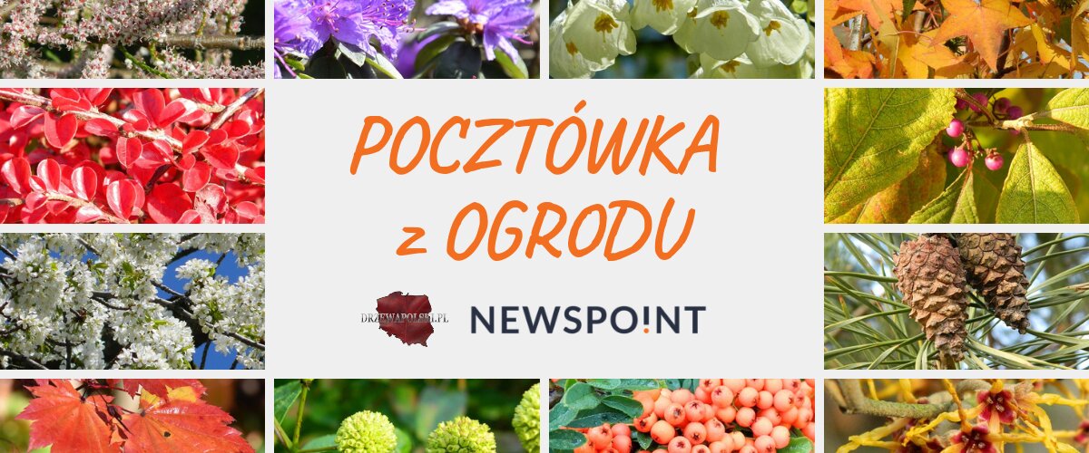 Pocztówka z ogrodu od Newspoint